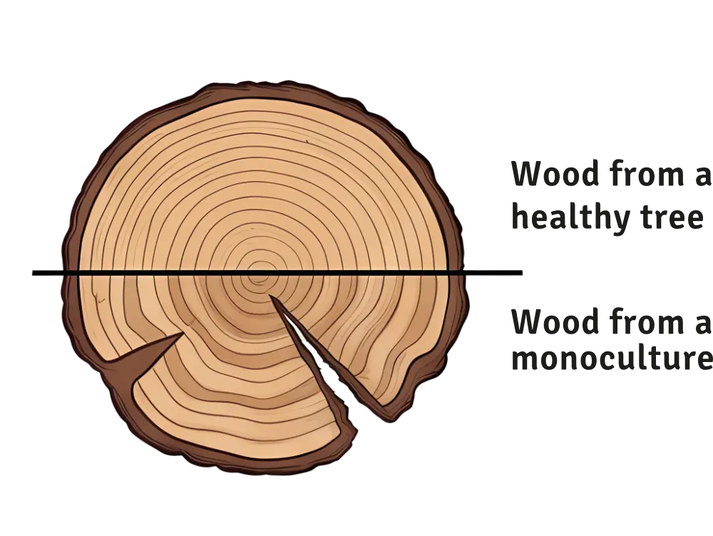 Wood cross-section comparison: healthy tree vs monoculture