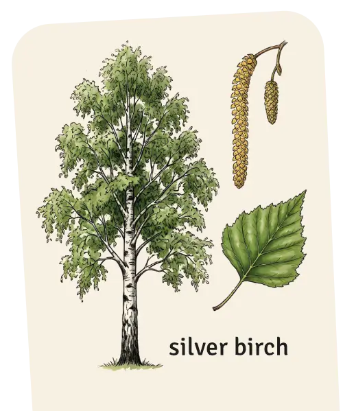 Silver birch