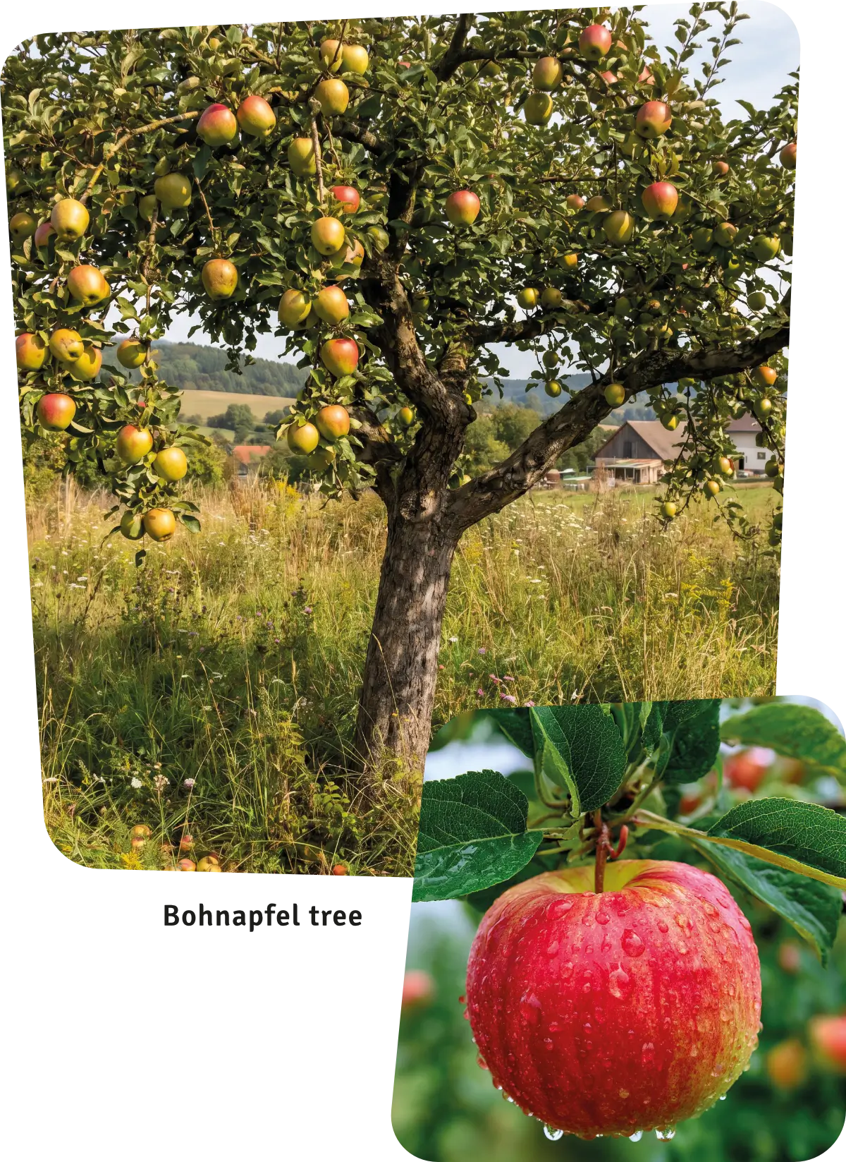 Bohnapfel apple tree and close-up of apple